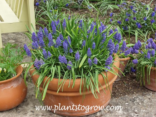Grape Hyacinth (Muscari armeniacum)